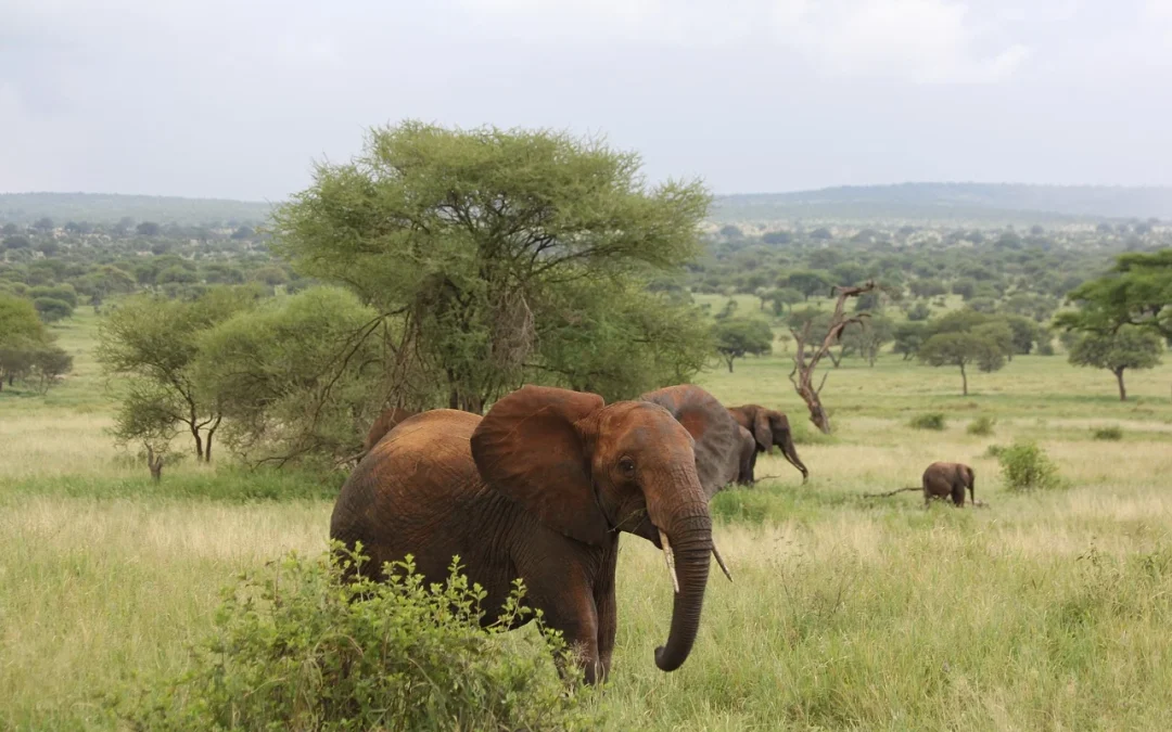6 Days Tanzania Safari
