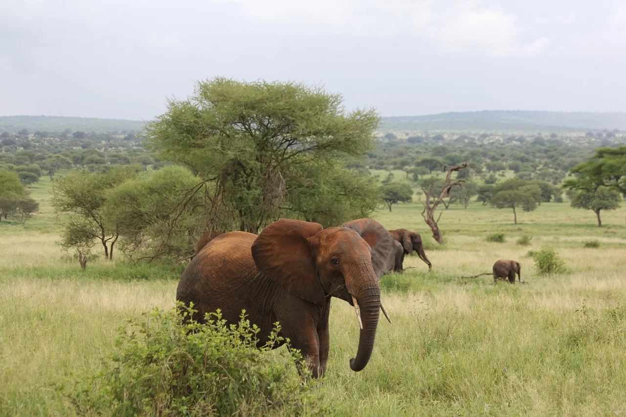 2023_09_elefante-222965_1280