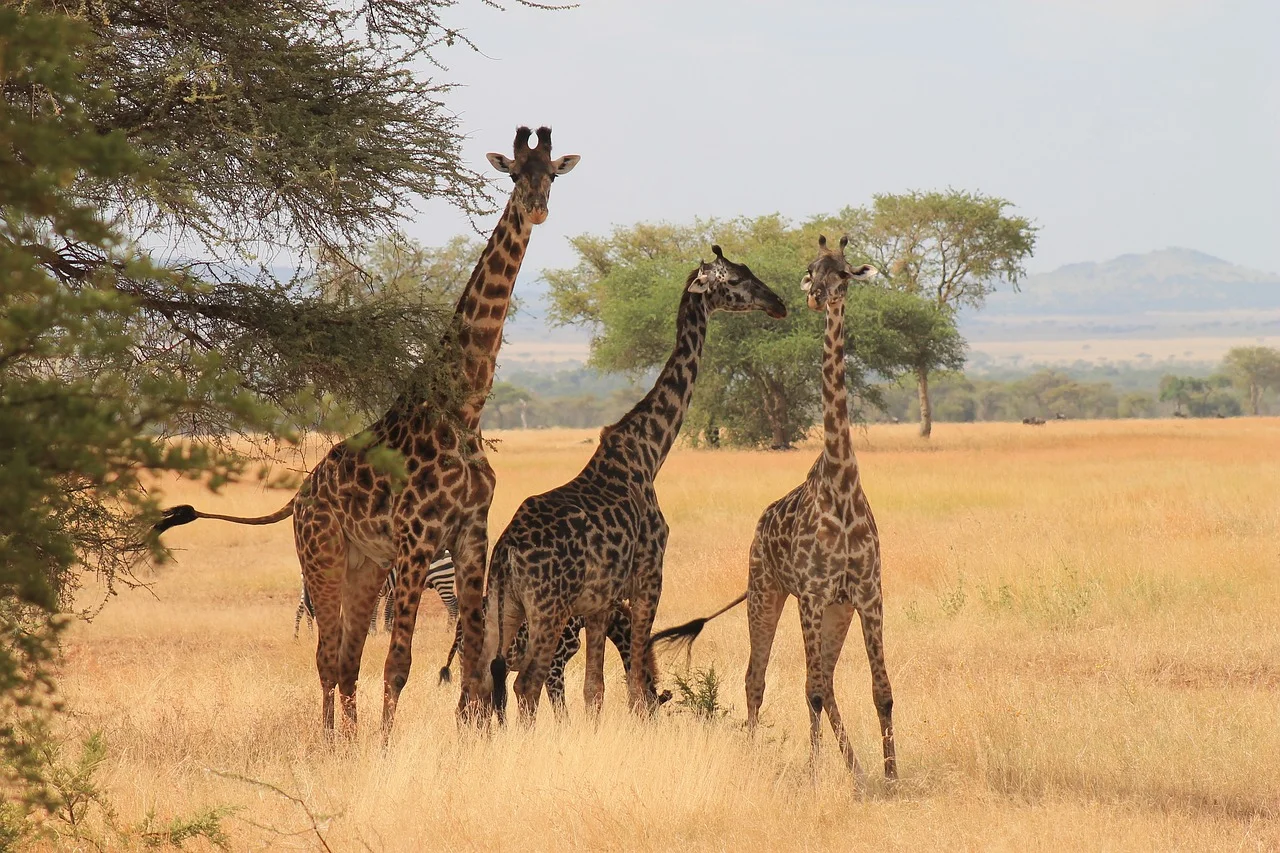 2023_09_giraffes-3456351_1280