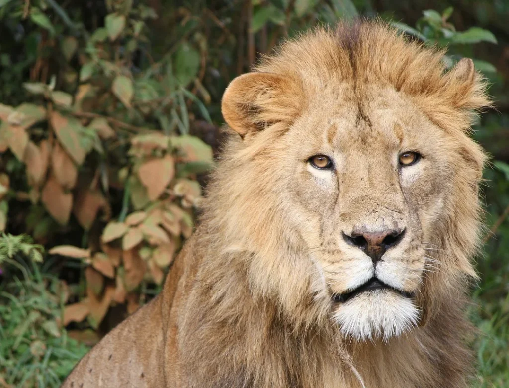 2023_09_lion-174870_1280-1