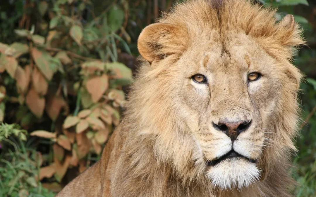 Safari de 7 jours en Tanzanie