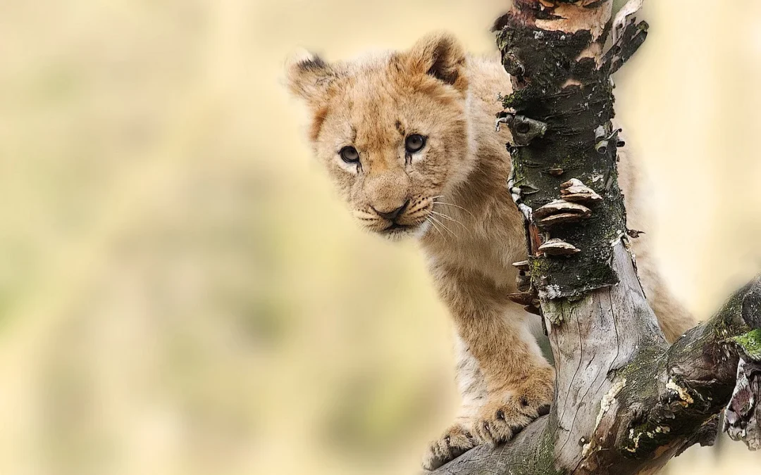 8 Days Tanzania Safari and Zanzibar