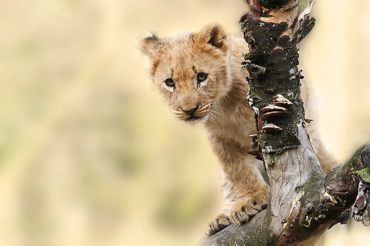 2023_09_lion-565820_1280-1