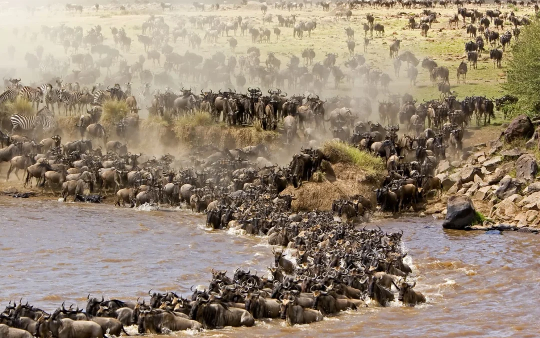 Safari di 7 giorni in Tanzania alla scoperta della Grande Migrazione