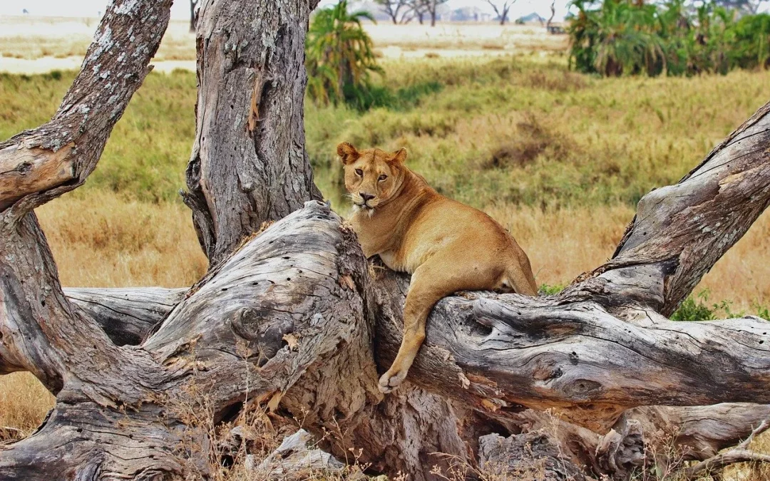 14 Days Tanzania Safari and Zanzibar