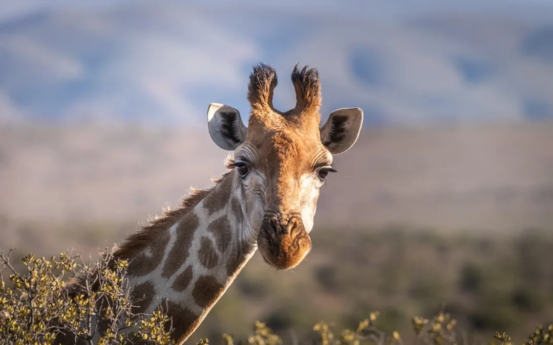 5 Days Tanzania Safari