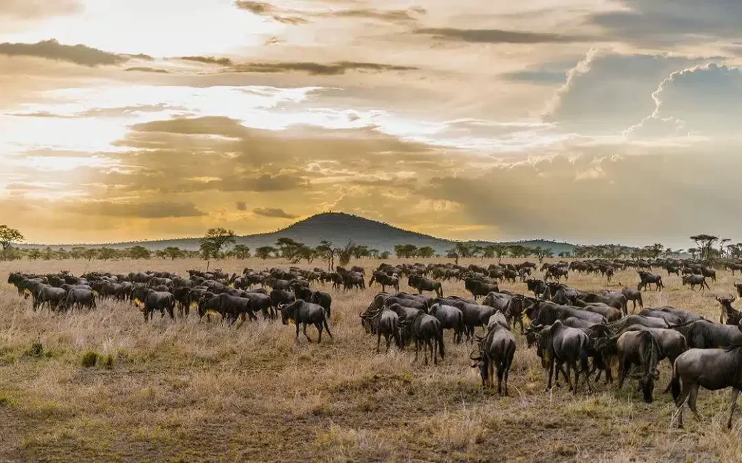 Safari di 7 giorni in Tanzania alla scoperta della Grande Migrazione