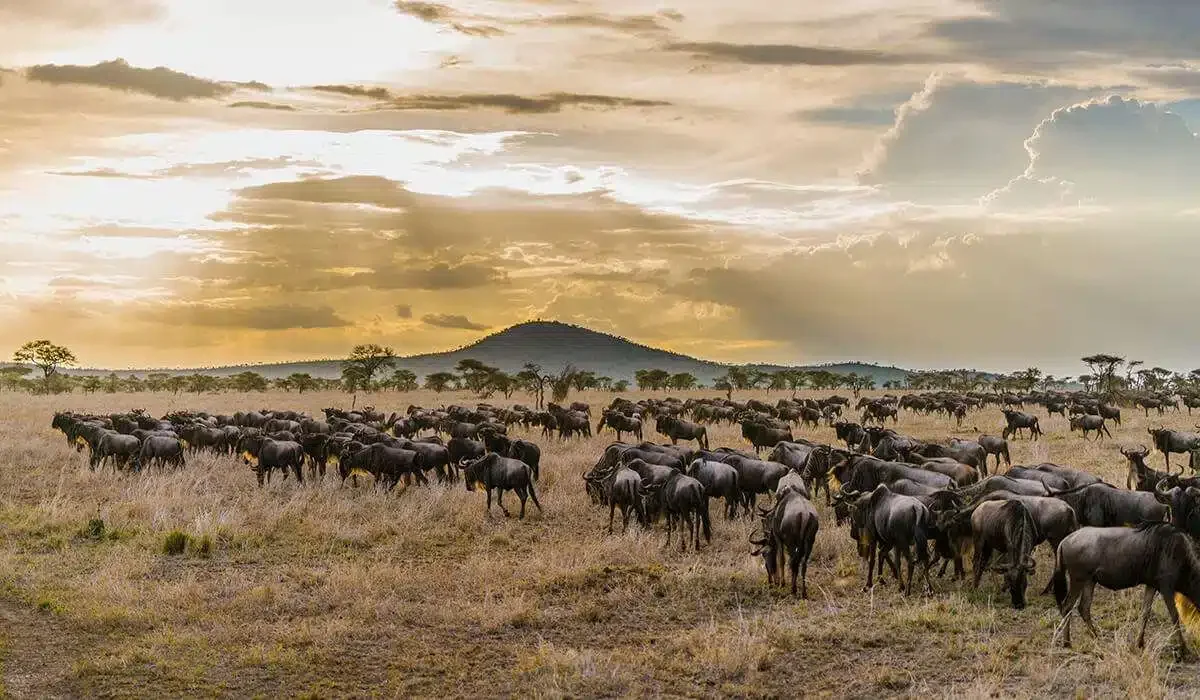 A-2025_03_wildebeest-migration.jpg