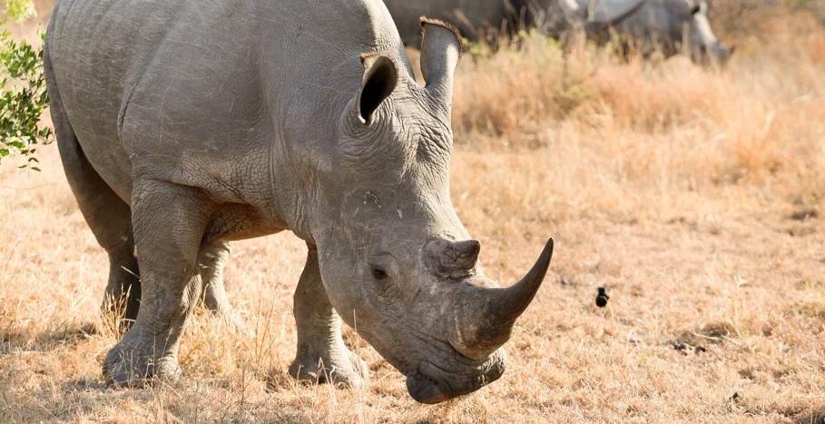 Schermafbeelding 2026-06-12 164613 - neushoorn smal