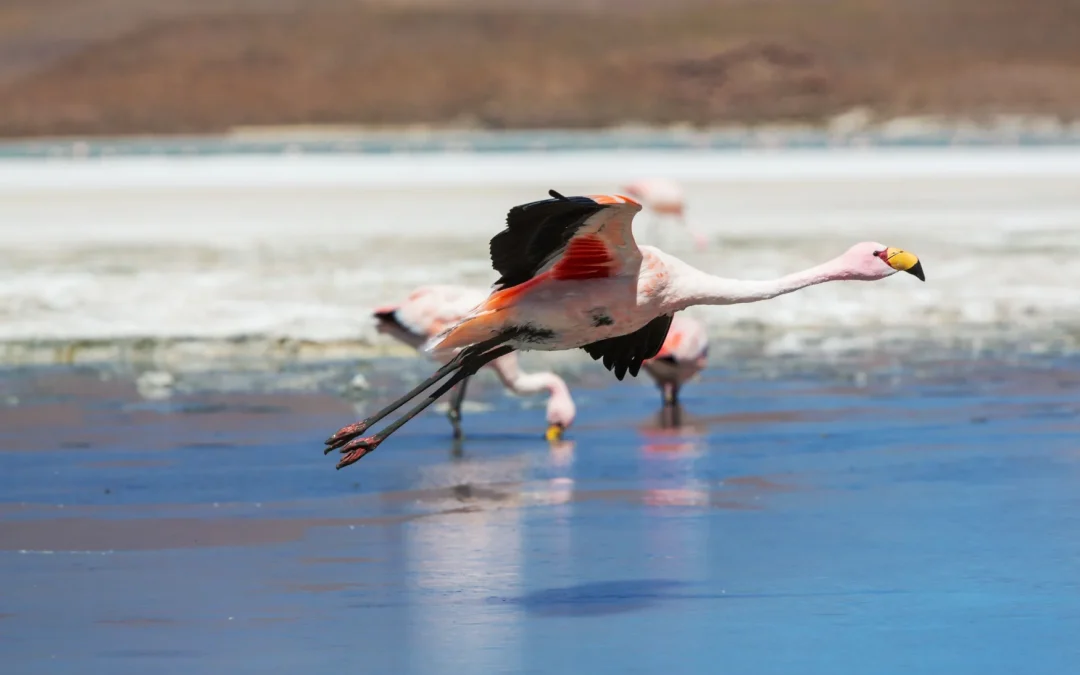 12 Days Tanzania Safari and Zanzibar