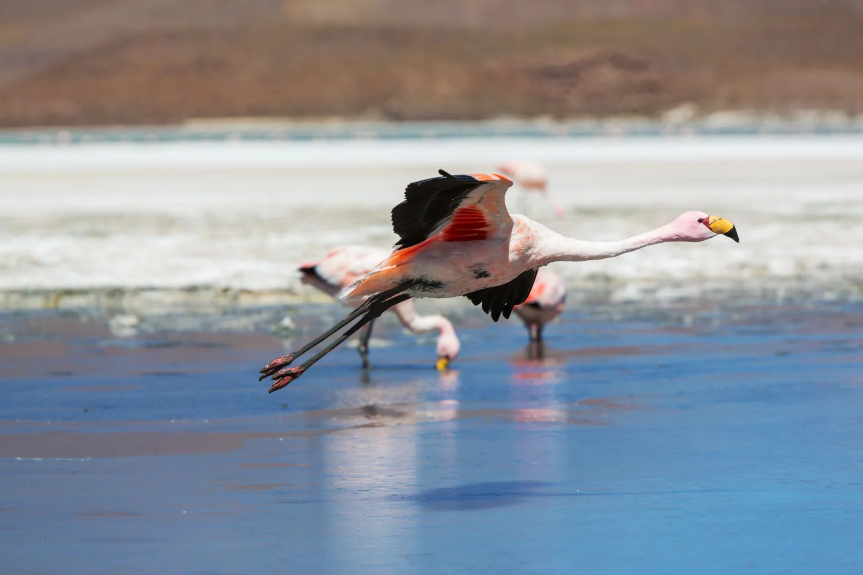 flamingo
