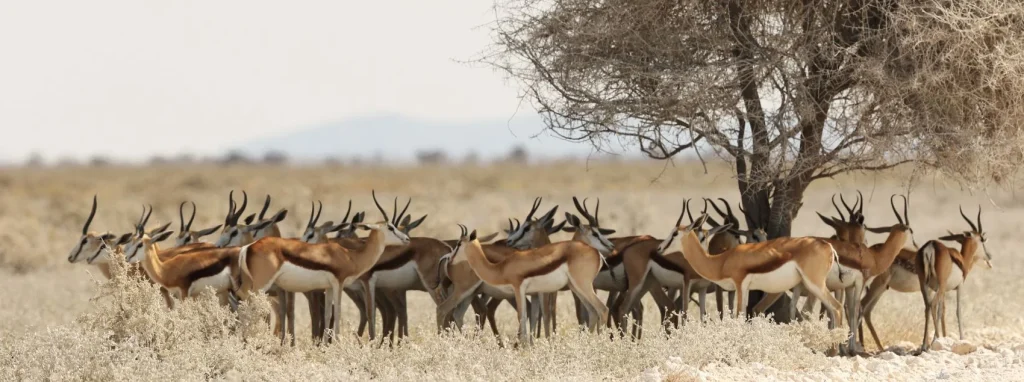 gazelle-herd-resting-dried-tree-savanna-landscape