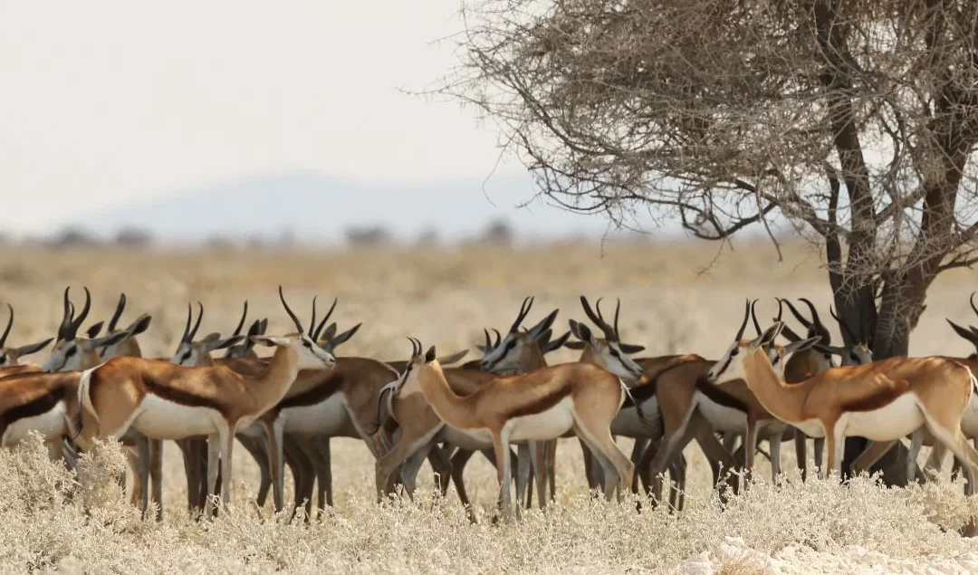3 Days fly-in safari from Zanzibar – Serengeti